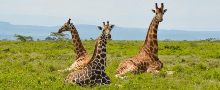 Uganda Safaris - Acacia Safari Tours Uganda Safaris - Acacia Safari Tours