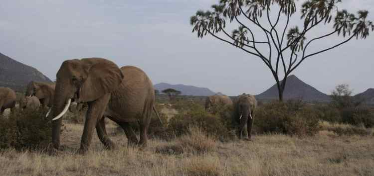 Uganda Safaris - Acacia Safari Tours Uganda Safaris - Acacia Safari Tours