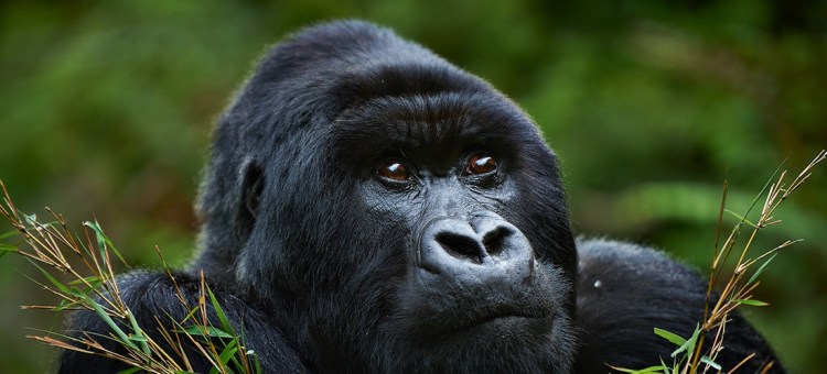 Welcome to Uganda The Pearl of Africa