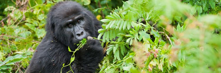 Welcome to Uganda The Pearl of Africa