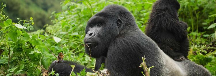 Welcome to Uganda The Pearl of Africa