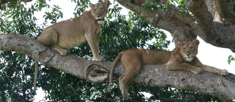 Uganda Safaris - Acacia Safari Tours Uganda Safaris - Acacia Safari Tours